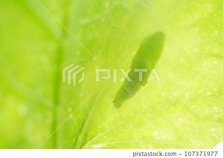 絲瓜葉上的綠色毛毛蟲 絲瓜葉上的綠色毛毛蟲 107371977