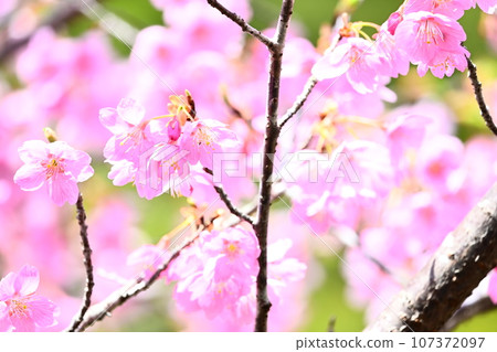 Spring cherry blossoms in full bloom 107372097