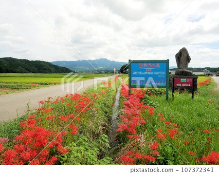 伊坂區彼岸花之裡（熊本縣菊池市） 107372341