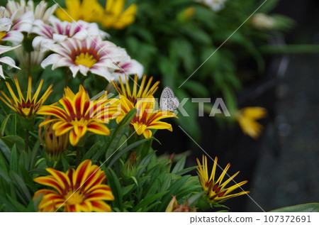 Yellow flowers of Gazania blooming in autumn flower beds Yellow flowers of Gazania blooming in autumn flower beds 107372691
