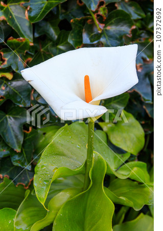 White calla lily (Zantedeschia aethiopica), also known as arum lily in garden 107372692