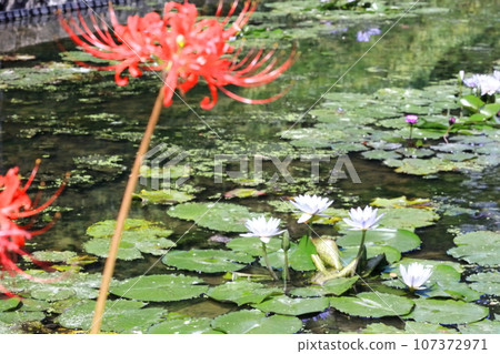 [香川縣]春分的水邊盛開（保山湖/香川灌溉池）（睡蓮/睡蓮） 107372971