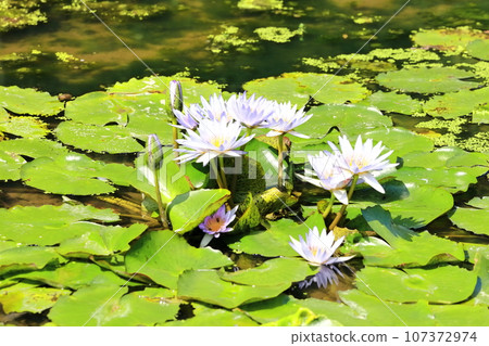 [Kagawa Prefecture] Blooming on the waterside of the equinox (Lake Hozan/Kagawa Irrigation Pond) (water lilies/water lilies) 107372974