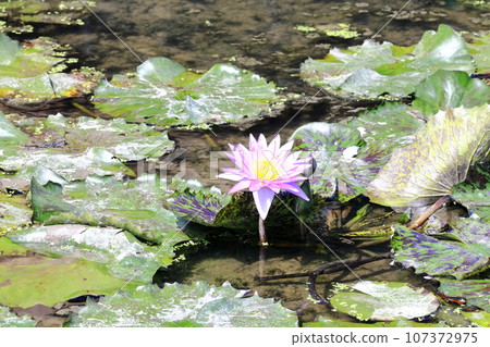 [香川縣]春分的水邊盛開（保山湖/香川灌溉池）（睡蓮/睡蓮） 107372975