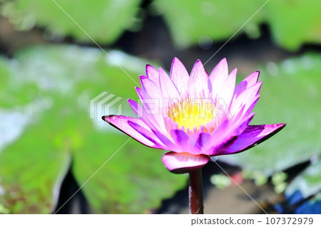 [Kagawa Prefecture] Blooming on the waterside of the equinox (Lake Hozan/Kagawa Irrigation Pond) (water lilies/water lilies) 107372979