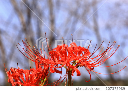 [香川縣]春分前後盛開的鮮紅色叢生孤挺花（保山湖/香川灌溉水庫） 107372989