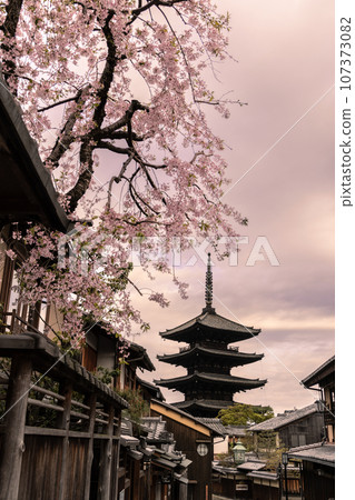 Weeping Cherry Blossoms and Yasaka Pagoda 107373082