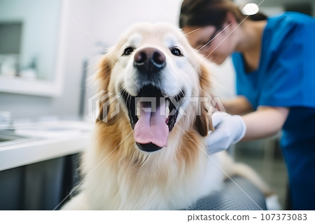 dog at a veterinarian's appointment in a modern veterinary clinic 107373083