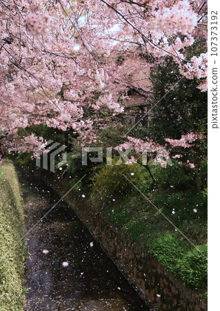 Stroll along the Spring Philosophy Path Stroll along the Spring Philosophy Path 107373192