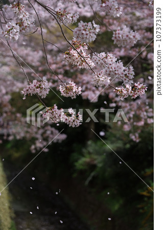 Stroll along the Spring Philosophy Path Stroll along the Spring Philosophy Path 107373199