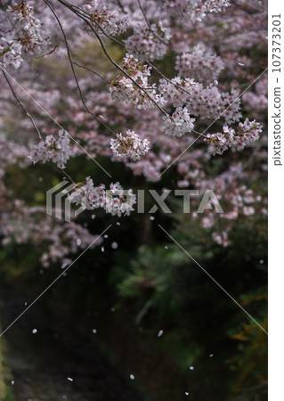 Stroll along the Spring Philosophy Path Stroll along the Spring Philosophy Path 107373201
