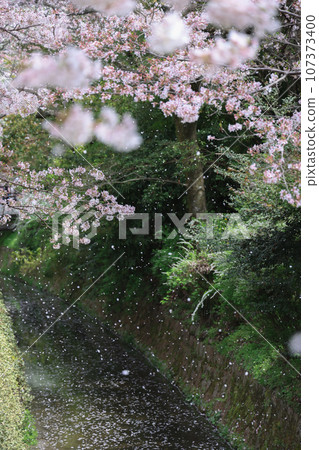 Stroll along the Spring Philosophy Path Stroll along the Spring Philosophy Path 107373400