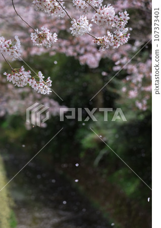 Stroll along the Spring Philosophy Path Stroll along the Spring Philosophy Path 107373401