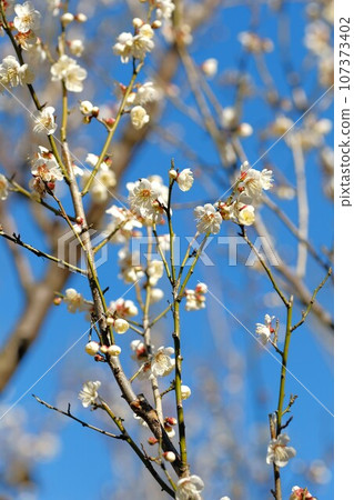 White plum "Koshu smallest" 107373402