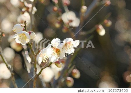 White plum "Koshu smallest" 107373403