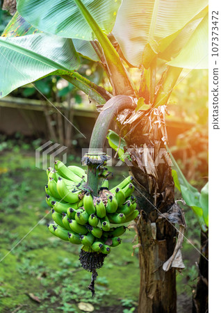 Sweet banana harvest theme 107373472