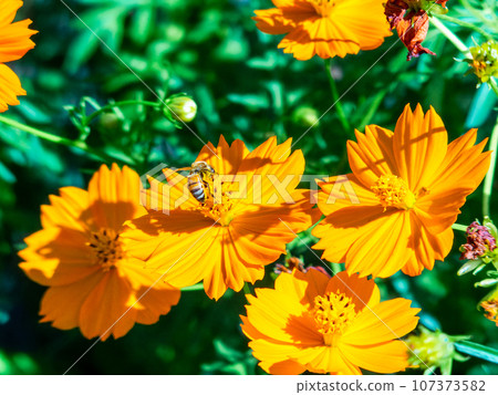 Summer scenery: Lavender cosmos and bees in full bloom 107373582