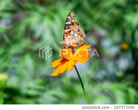 Summer scenery: Lavender cosmos and Nymph butterflies in full bloom 107373590