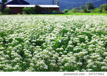 美麗的大白菜花 107373662