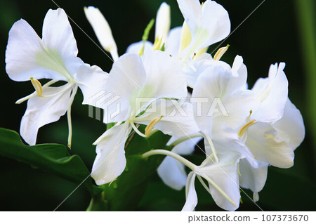 野生苔蘚, 野生苔蘚, 野生苔蘚, yamana, 蝴蝶, 蝴蝶, 蝴蝶, 蝴蝶, 蝴蝶 野生苔蘚, 野生苔蘚, 野生苔蘚, yamana, 蝴蝶, 蝴蝶, 蝴蝶, 蝴蝶, 蝴蝶 107373670