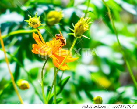 夏季風景:薰衣草波斯菊和蜜蜂盛開 夏季風景:薰衣草波斯菊和蜜蜂盛開 107373707