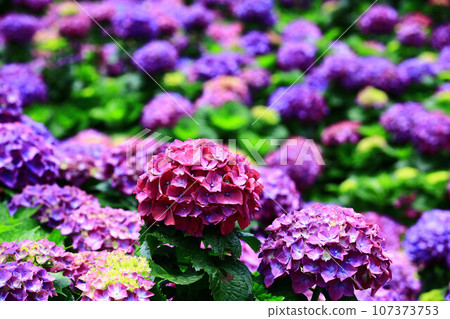 美麗的球形花卉(繡球花、粉花、八仙花、洋紅、八仙花、八仙花、天滿花)花園風景 美麗的球形花卉(繡球花、粉花、八仙花、洋紅、八仙花、八仙花、天滿花)花園風景 107373753