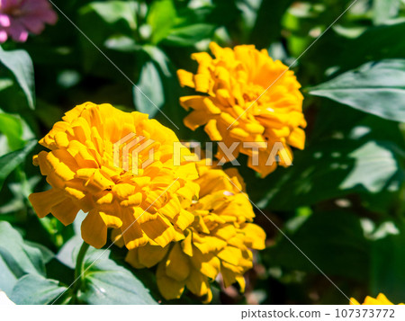 Colorful and beautiful late summer flower bed 107373772