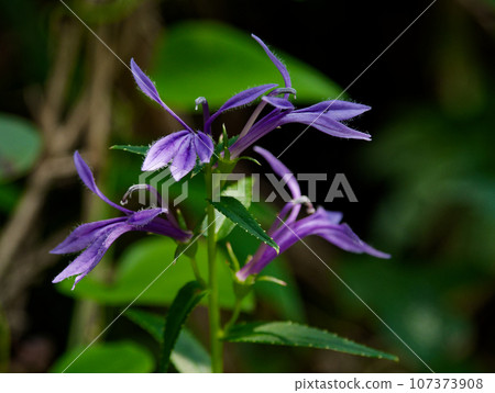 有毒植物：桔梗科的深紫色花朵 107373908