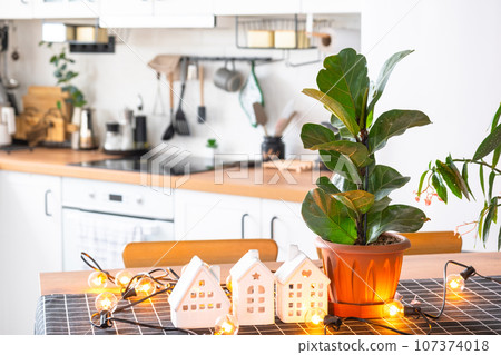 Ficus lirata in a pot in the interior of the house in the kitchen, illuminated by garland lamps and miniature of house project with keys. Potted plant in green house, real estate rental, insurance Ficus lirata in a pot in the interior of the house in the kitchen, illuminated by garland lamps and miniature of house project with keys. Potted plant in green house, real estate rental, insurance 107374018