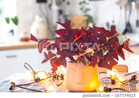 Purple oxalis in a pot with a face in the interior of the house in the kitchen, illuminated by garland lamps. Potted plant in a green house 107374025