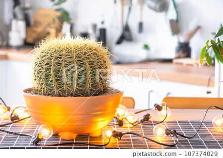 A large cactus echinocactus gruzoni in the interior of the house in the kitchen, illuminated by garland lamps. Potted plant in a green house 107374029
