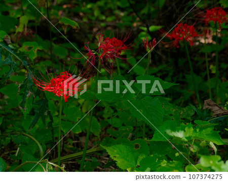 紅色的彼岸花盛開的時候 紅色的彼岸花盛開的時候 107374275