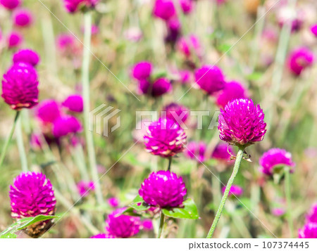 夏末色彩繽紛、有趣的花壇 夏末色彩繽紛、有趣的花壇 107374445