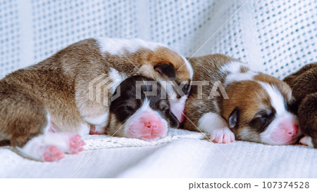 Newborn Welsh corgi puppies are sleeping sweetly on snow-white blanket at home. Keeping and feeding pets. Dog breeding. Newborn Welsh corgi puppies are sleeping sweetly on snow-white blanket at home. Keeping and feeding pets. Dog breeding. 107374528