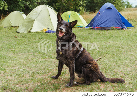 Gorgeous German Shepherd in pet harness sitting next to camping tents, looking ahead with open mouth and joyful eyes. Gorgeous German Shepherd in pet harness sitting next to camping tents, looking ahead with open mouth and joyful eyes. 107374579
