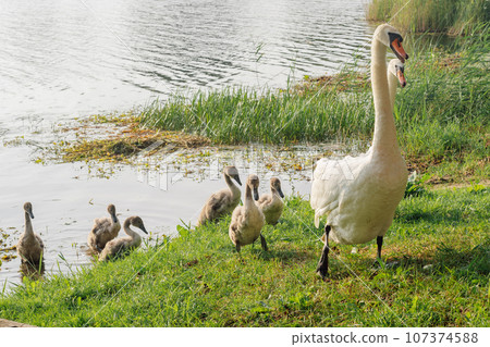 Delightful swan family consisting of white adult birds and kids coming out of lake and exploring green shore together. 107374588