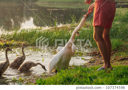 Fantastic picture of man standing on lake shore and feeding white swan who exploring nature with family. Fantastic picture of man standing on lake shore and feeding white swan who exploring nature with family. 107374596