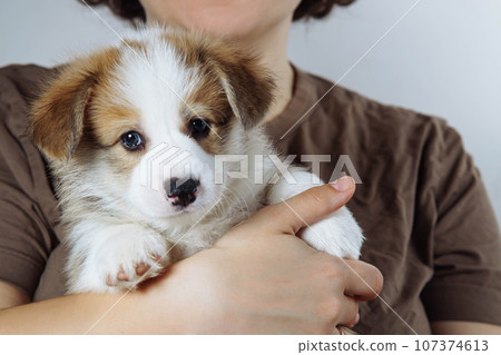 Cropped photo of woman holding adorable little brown white puppy of dog welsh pembroke corgi on hand on grey background. 107374613
