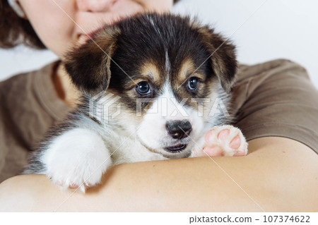 Cropped photo of woman owner holding beautiful little brown white puppy of dog welsh pembroke corgi on white background. Cropped photo of woman owner holding beautiful little brown white puppy of dog welsh pembroke corgi on white background. 107374622