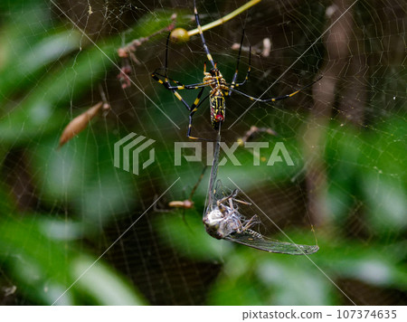 Jorou spider preying on Tsukutsukuboshi ♀ 107374635