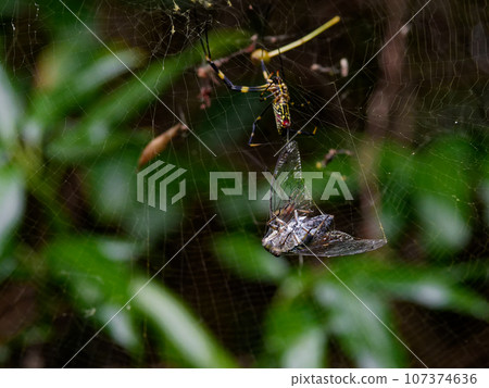 捕食筑波星♀的淨狼蜘蛛 捕食筑波星♀的淨狼蜘蛛 107374636