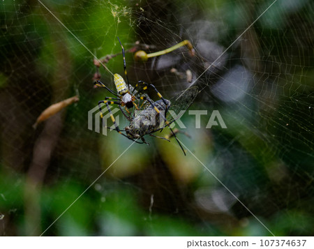 捕食筑波星♀的淨狼蜘蛛 107374637
