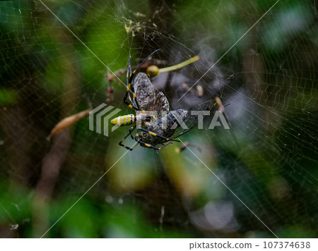 捕食筑波星♀的淨狼蜘蛛 107374638