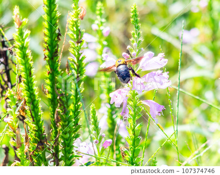 A large carpenter bee that comes to suck nectar from small flowers 107374746