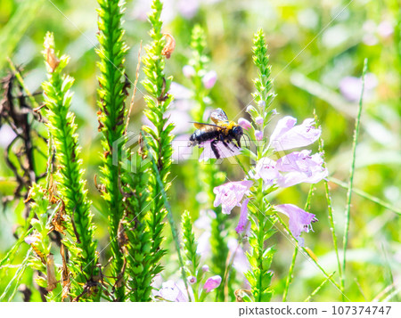 A large carpenter bee that comes to suck nectar from small flowers 107374747