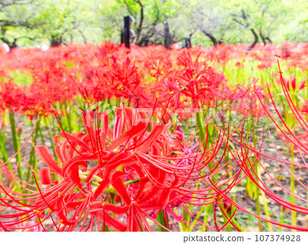 An autumn tradition, clusters of beautiful cluster amaryllis in full bloom 107374928