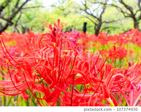 An autumn tradition, clusters of beautiful cluster amaryllis in full bloom An autumn tradition, clusters of beautiful cluster amaryllis in full bloom 107374930