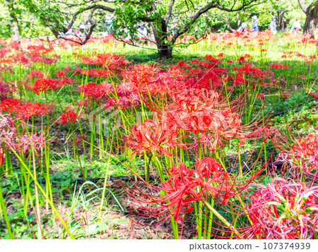 An autumn tradition, clusters of beautiful cluster amaryllis in full bloom 107374939
