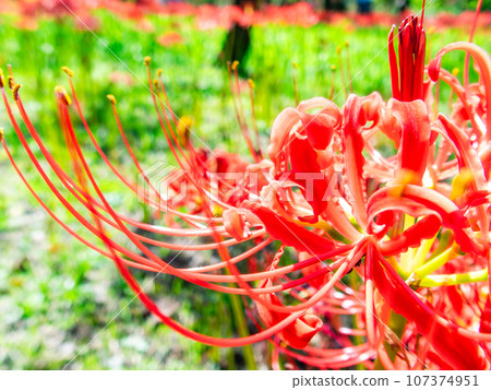 An autumn tradition, clusters of beautiful cluster amaryllis in full bloom An autumn tradition, clusters of beautiful cluster amaryllis in full bloom 107374951