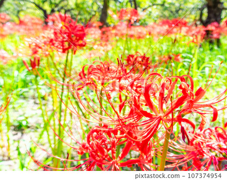 An autumn tradition, clusters of beautiful cluster amaryllis in full bloom An autumn tradition, clusters of beautiful cluster amaryllis in full bloom 107374954